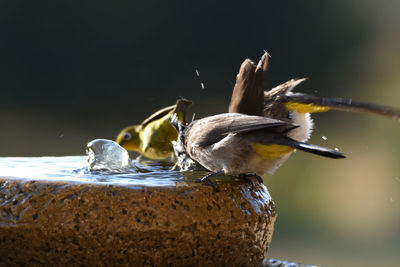 Close-up of bird perching on wood