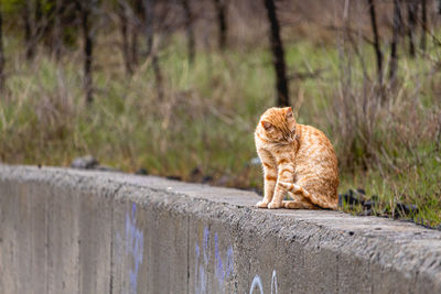 Cat looking away on retaining wall