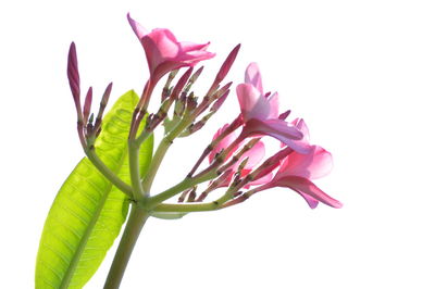 Close-up of pink flower against white background