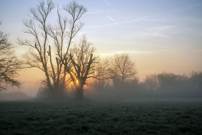 Bare trees on field against sky during sunset