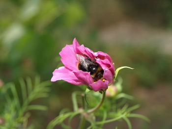 Close-up of pink flower blooming outdoors