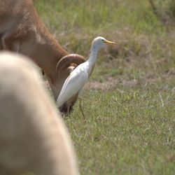 Close-up of bird on field