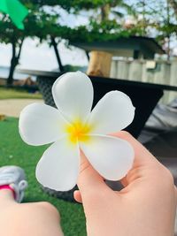 Close-up of hand holding white flowering plant