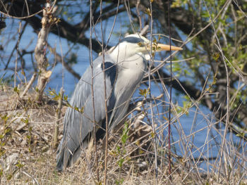 View of bird perching on branch