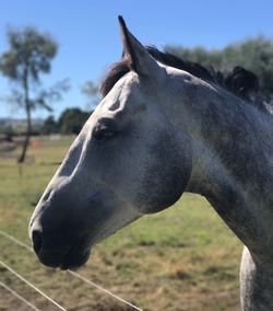 Close-up of horse on field