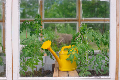 A yellow plastic watering can stands in a window wooden greenhouse .