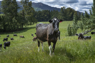 Curious cow in the hills of manamata new zealand