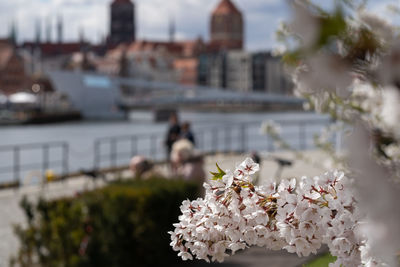 Close-up of cherry blossom against buildings in city