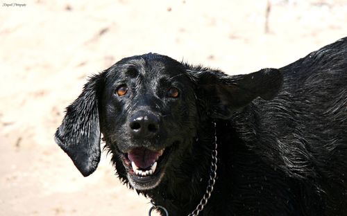 Close-up portrait of black dog