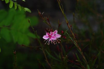 Close-up of pink flowering plant
