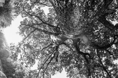 Low angle view of trees against sky