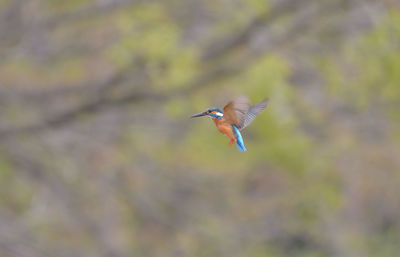 Close-up of bird flying against blurred background