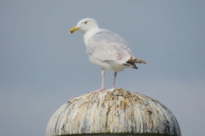 Close-up of seagull perching on a lamp against clear sky