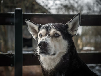 Close-up of dog looking away while sitting against fence during winter