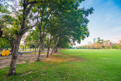 Trees on field against sky