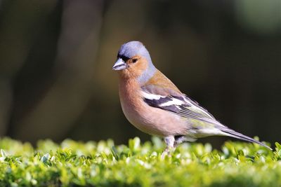 Close-up of a bird perching on plant