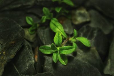 Close-up of plant growing outdoors