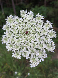 Close-up of insect on flowers