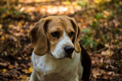 Close-up portrait of dog on field