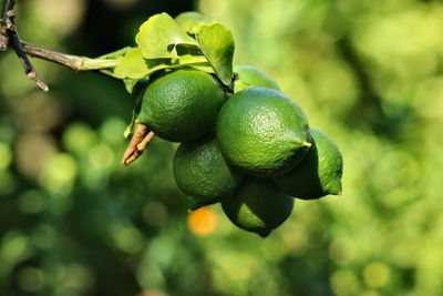 Close up of green lemons attached to the branch on natural bokeh background..