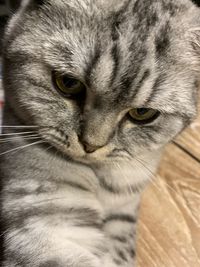 Close-up portrait of a cat