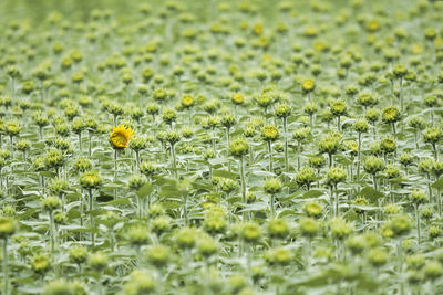 Yellow flowering plants on field