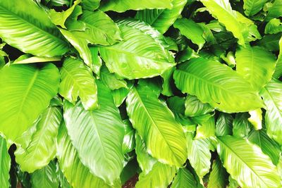 Full frame shot of fresh green leaves