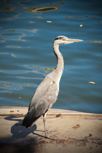 High angle view of gray heron perching on rock