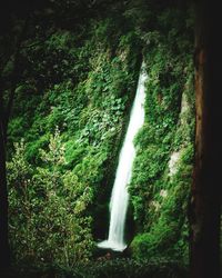 View of waterfall in forest