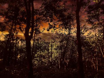 Bare trees at sunset