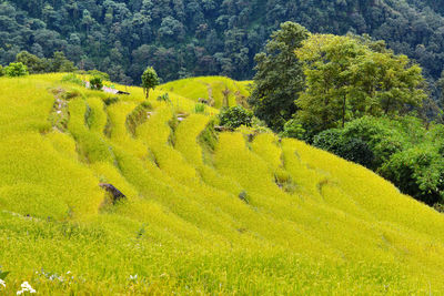 Terraced rice field in the himalayas, nepal