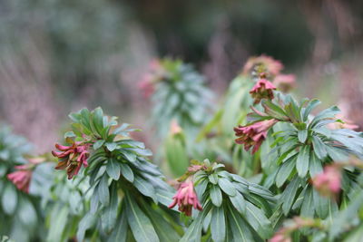 Close-up of pink flowering plant leaves