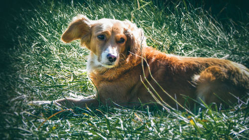 Portrait of a dog on field