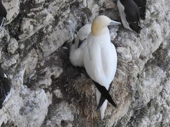 High angle view of swan perching on rock