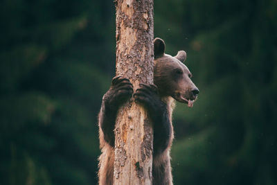 Low angle view of brown bear standing at tree trunk while looking away