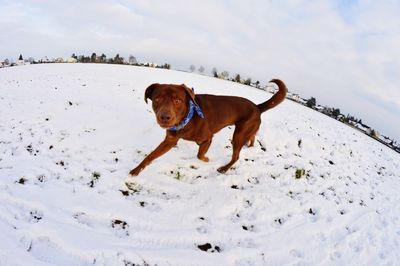 Dog on field against sky during winter