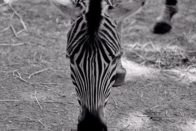 Zebra standing in a field