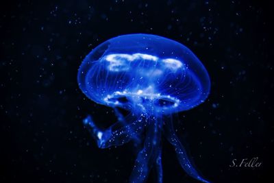 Close-up of jellyfish swimming in sea