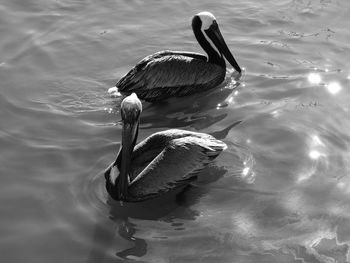 High angle view of ducks swimming in lake