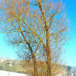 Trees growing against blue sky