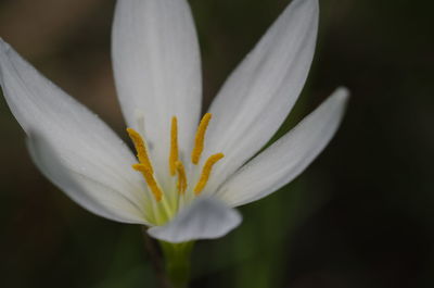 Close-up of white daisy flower