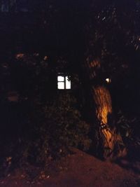 Defocused image of illuminated building by trees at night