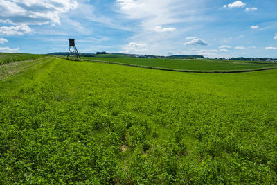 Scenic view of agricultural field against sky