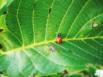 Close-up of insect on leaf