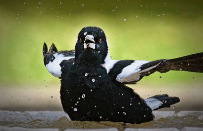 Close-up of a bird