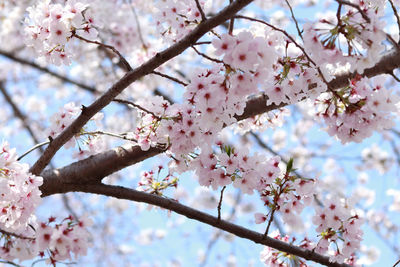Low angle view of cherry blossoms in spring