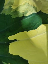Full frame shot of yellow leaves