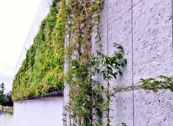 Close-up of ivy growing on tree against sky