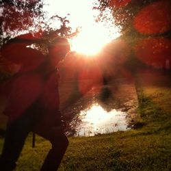 Sun shining through trees