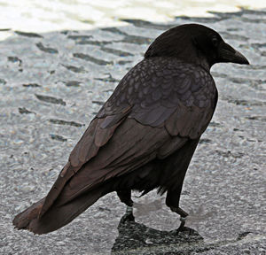 Close-up of black bird perching on water